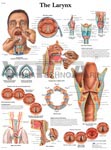 Larynx - Anatomical Chart